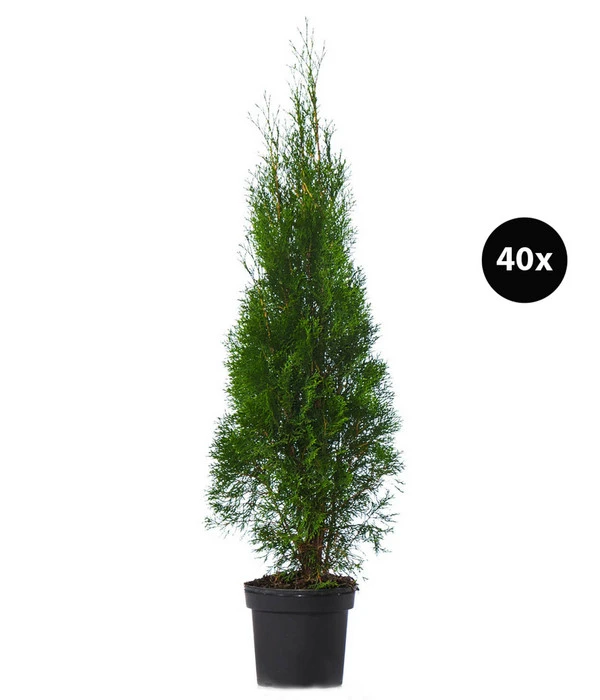 13 Meter Lebensbaum 'Smaragd', 40 X Ca. 100-125 Cm 3 13 Meter Lebensbaum 'Smaragd', 40 X Ca. 100-125 Cm