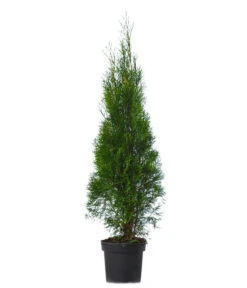 13 Meter Lebensbaum 'Smaragd', 40 X Ca. 100-125 Cm 8 13 Meter Lebensbaum 'Smaragd', 40 X Ca. 100-125 Cm -Pflanzenbedarf Geschäft 7512551 WE FS 002 ThujaOccidentalisSmaragdLebensbaum13Meter