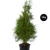 7 Meter Lebensbaum 'Brabant', 14 X Ca. 150-175 Cm -Pflanzenbedarf Geschäft 7512692 WE FS 002 LebensbaumBrabantThujaOccidentalis14x