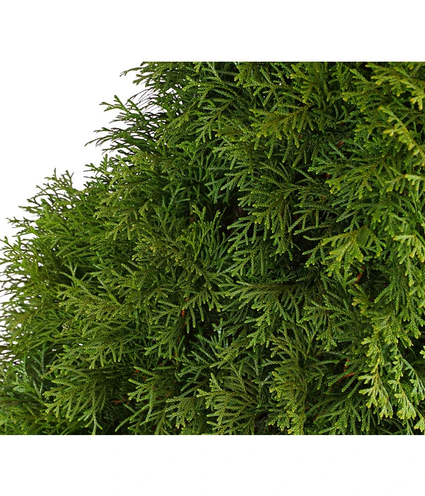13 Meter Lebensbaum 'Smaragd', 40 X Ca. 100-125 Cm 7 13 Meter Lebensbaum 'Smaragd', 40 X Ca. 100-125 Cm – Bild 5