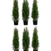 2 Meter Lebensbaum 'Smaragd', 6 X Ca. 80-100 Cm -Pflanzenbedarf Geschäft 7517642 WE FS 001 ThujaSmaragd2m