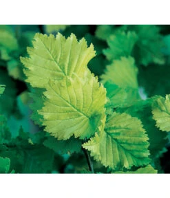 Gold-Ulme 'Wredei' 9 Gold-Ulme 'Wredei' -Pflanzenbedarf Geschäft 7527187 BildD 001 GoldUlmeWredeiUlmusCarpWredei