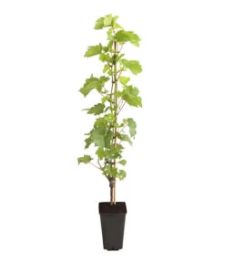 Dehner Gourmet Garten Tafeltraube 'Palatina' 6 Dehner Gourmet Garten Tafeltraube 'Palatina' -Pflanzenbedarf Geschäft 7540099 PR FS 001 GourmetGartenVitisWeinrebePalatina3LDehnerExpressHerzig