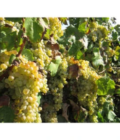 Dehner Gourmet Garten Tafeltraube 'Palatina' 7 Dehner Gourmet Garten Tafeltraube 'Palatina' -Pflanzenbedarf Geschäft 7540099 WE MO 001 GGWeinPalatinaPixabay