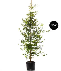 7,5 Meter Rotbuche, 15 X Ca. 175-200 Cm