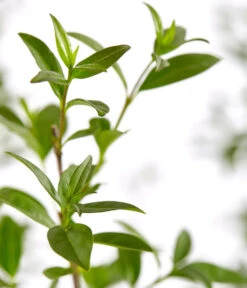 10 Meter Gemeiner Liguster, 30 X Ca. 100-150 Cm 7 10 Meter Gemeiner Liguster, 30 X Ca. 100-150 Cm -Pflanzenbedarf Geschäft 7548373 7548373 7548399 7548407 7548415 7548423 WE DE 001 GemeinerLiguster