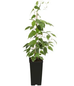 Kiwi 'Nostino', Männlich -Pflanzenbedarf Geschäft 7600240 PR FS 001 ActinidiaNostinoKiwiMaennlichDehnerExpressHerzig