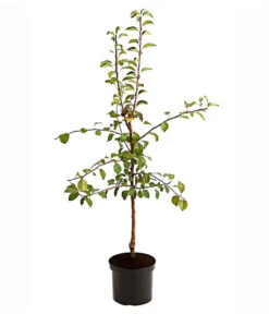 Birnen-Duo 'Clapps Liebling'/'Alexander Lucas' -Pflanzenbedarf Geschäft 7602816 PR FS 001 BirnenDuoClappsLieblingAlexanderLucas95LiterDehnerExpressHerzig