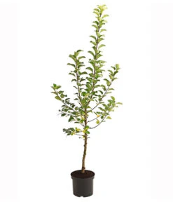 Herbstapfel 'Alkmene' -Pflanzenbedarf Geschäft 7602980 PR FS 001 ApfelAlkmeneBusch95LiterDehnerExpressHerzig