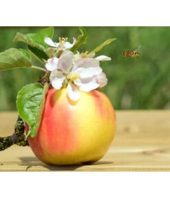 Zwergapfel 'Galina' -Pflanzenbedarf Geschäft 7604697 WE MO 002 ApfelGalinaZwergPixabay