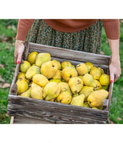 Birnenquitte 12 Birnenquitte -Pflanzenbedarf Geschäft 7604978 WE MO 001 Quittenkorb