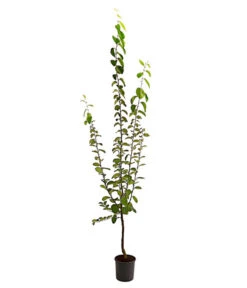 Birnenquitte 10 Birnenquitte -Pflanzenbedarf Geschäft 7612286 PR FS 002 BirnenquitteBusch95LiterDehnerExpressHerzig