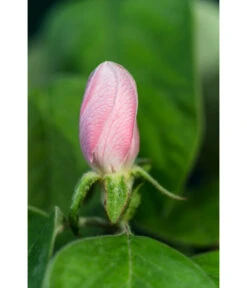 Birnenquitte 14 Birnenquitte -Pflanzenbedarf Geschäft 7612286 WE DE 002 CydoniaOblongaQuitteLucknerMai2015