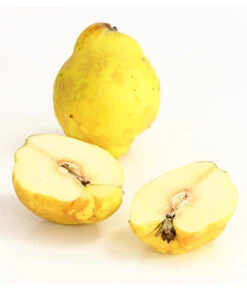 Birnenquitte 11 Birnenquitte -Pflanzenbedarf Geschäft 7612286 WE DE 003 BirnenquittePortugiesischeCydoniaOblonaDehnerExpressHerzig