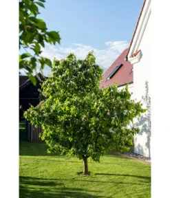 Birnenquitte 15 Birnenquitte -Pflanzenbedarf Geschäft 7612286 WE MO 003 CydoniaOblongaQuitteLucknerMai2015