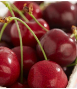 Süßkirschen-Duo 'Kordia/Burlat' -Pflanzenbedarf Geschäft 7620180 PR DE 001 KirscheBurlatDehnerExpressZS