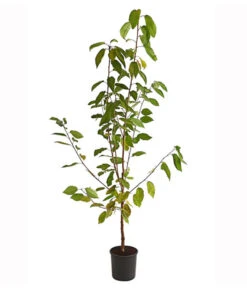 Süßkirsche 'Burlat' 5 Süßkirsche 'Burlat' -Pflanzenbedarf Geschäft 7620180 PR FS 001 SuesskirscheBurlatBusch95LiterDehnerExpressHerzig