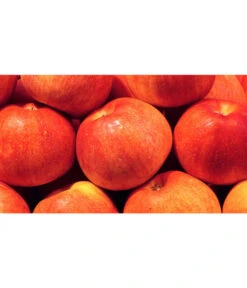 Dehner Zwergapfel 'Croquella' 6 Dehner Zwergapfel 'Croquella' -Pflanzenbedarf Geschäft 7621865 WE MO 001 ZergapfelCroquellaPixabay