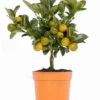Calamondin-Orange 2 Calamondin-Orange -Pflanzenbedarf Geschäft 7623028 PR FS 001 CitrusMitisCalamondinT13Allgreen