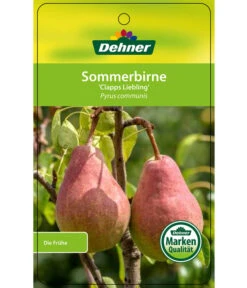 Sommerbirne 'Clapps Liebling' -Pflanzenbedarf Geschäft 7625494 SommerbirneClappsLiebling Etikett 1
