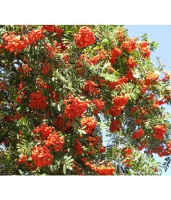 Eberesche 'Edulis' -Pflanzenbedarf Geschäft 7638513 DE 008 EberescheEdulis Pixabay