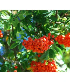 Eberesche 'Edulis' -Pflanzenbedarf Geschäft 7638513 DE 009 EberescheEdulis Pixabay