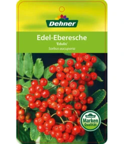 Eberesche 'Edulis' -Pflanzenbedarf Geschäft 7638513 Edel EberescheEdulis Etikett 1