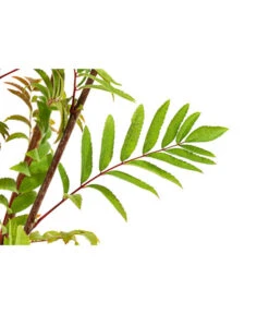 Eberesche 'Edulis' -Pflanzenbedarf Geschäft 7638513 PR DE 002 EberescheEdulisBusch95LiterDehnerExpressHerzig