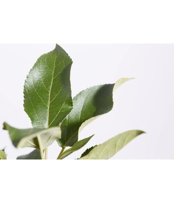 Herbstapfel 'Elstar' 5 Herbstapfel 'Elstar' – Bild 3