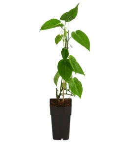 Süße Granadilla -Pflanzenbedarf Geschäft 7641319 WE FS 001 SuesseGrenadilleExoten