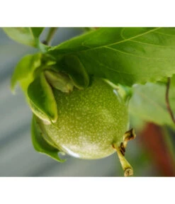 Süße Granadilla -Pflanzenbedarf Geschäft 7641319 WE MO 001 SuesseGrenadilleExoten