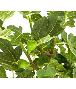 Feige, Dunkel -Pflanzenbedarf Geschäft 7642671 PR DE 001 FicusCaricaDunkelT20FeigenbaumDehnerExpressHerzig