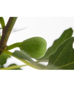 Echte Feige 'Dalmatie' -Pflanzenbedarf Geschäft 7642994 PR DE 001 FeigeDalmatieFicusCarica7 5LDehnerExpressZS