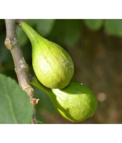 Echte Feige 'Dalmatie'