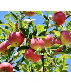 Winterapfel 'Florina' -Pflanzenbedarf Geschäft 7644636 PR DE 001 MalusFlorinaApfelPixaba