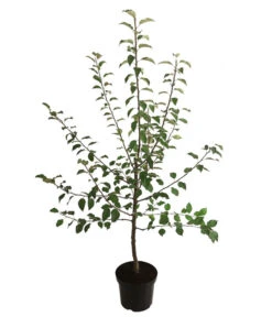 Winterapfel 'Florina' -Pflanzenbedarf Geschäft 7644636 WE FS 001 ApfelbaumMalusApfelFlorina