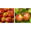Apfel-Duo 'Gala'/'Elstar' -Pflanzenbedarf Geschäft 7645914 WE MO 002 DuoApfelElstarGala