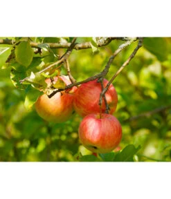 Herbstapfel 'Gravensteiner' 8 Herbstapfel 'Gravensteiner' -Pflanzenbedarf Geschäft 7657356 WE DE 002 ApfelGravensteinerPixabay