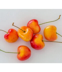 Kirschen-Duo 'Regina/Napoleon' -Pflanzenbedarf Geschäft 7657570 WE MO 001 SuesskirscheGrossePrinzessinPixabay 1