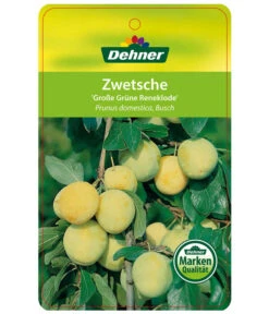 Dehner Reneklode 'Große Grüne Reneklode' 6 Dehner Reneklode 'Große Grüne Reneklode' -Pflanzenbedarf Geschäft 7657802 ReneklodeGrosseGrueneReneklode Etikett 1