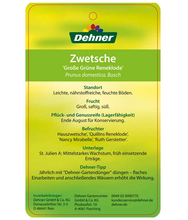 Dehner Reneklode 'Große Grüne Reneklode' 5 Dehner Reneklode 'Große Grüne Reneklode' – Bild 3