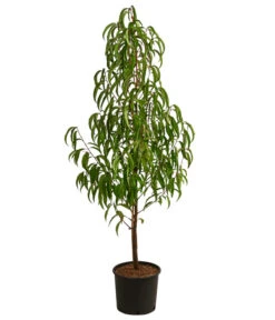 Nektarine, Verschiedene Sorten -Pflanzenbedarf Geschäft 7662620 WE FS 001 PrunusNektarineEinjaehrigDehnerExpressHerzig