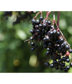 Holunder 'Black Tower' -Pflanzenbedarf Geschäft 7662810 PR MO 002 HolunderBlackTower