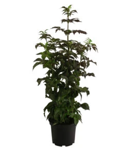 Holunder 'Black Tower' -Pflanzenbedarf Geschäft 7662810 WE FS 001 SambucusBlackTowerSaeulenholunderDehnerExpressHerzig