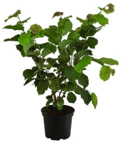 Haselnuss 'Hallesche Riesen' -Pflanzenbedarf Geschäft 7662943 WE FS 001 CorylusHaselnussHallescheRiesen