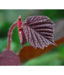 Dehner Haselnuss 'Rote Zellernuss' -Pflanzenbedarf Geschäft 7663073 PR DE 002 CoryllusHaselnussPixabay