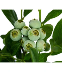 Heidelbeere 'Duke' 9 Heidelbeere 'Duke' -Pflanzenbedarf Geschäft 7665219 WE DE 003 VacciniumHeidelbeereDuke3L