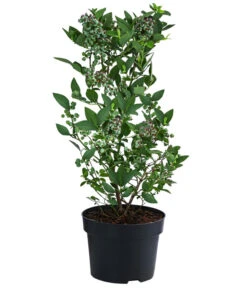 Heidelbeere 'Elliot' -Pflanzenbedarf Geschäft 7665227 WE FS 002 VacciniumHeidelbeereElliot3L