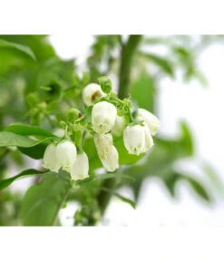 Heidelbeer-Drilling -Pflanzenbedarf Geschäft 7665631 WE DE 001 VacciniumHeidelbeerDrilling10L