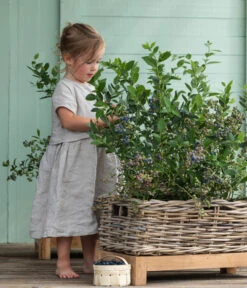 Heidelbeer-Drilling -Pflanzenbedarf Geschäft 7665631 WE MO 001 HeidelbeerDrilling